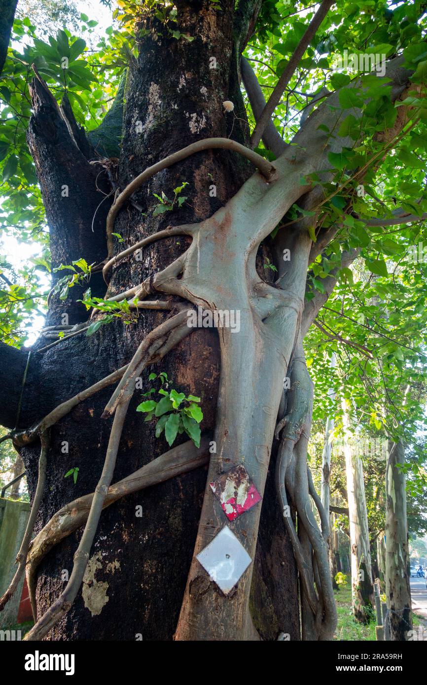 Strangler Fig Tree. This tree wraps around and grows up a host tree, eventually engulfing and killing the host. Uttarakhand India. Stock Photo
