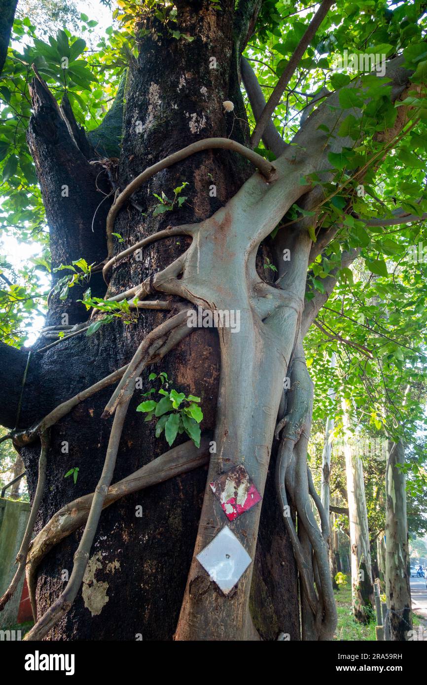 Strangler Fig Tree. This tree wraps around and grows up a host tree ...