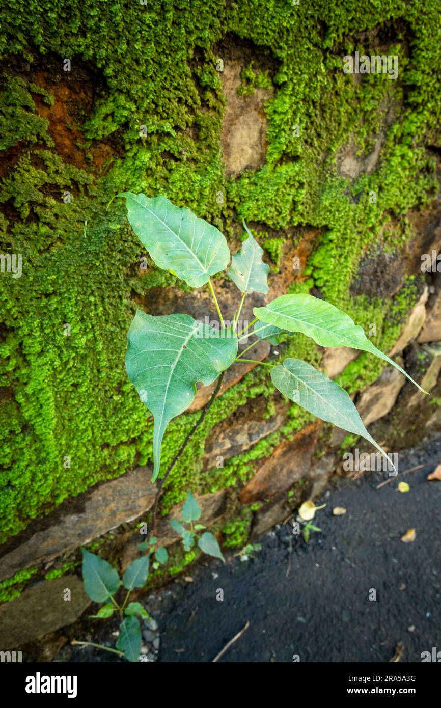 Sacred fig tree emerging from a wall. Uttarakhand India Stock Photo