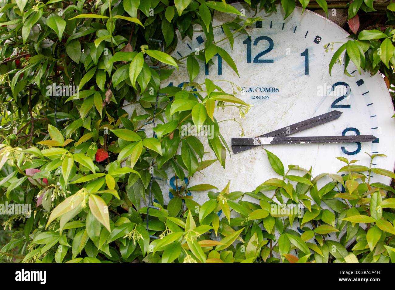 A simple clock face mounted in a garden with greenery growing over and around it Stock Photo Alamy