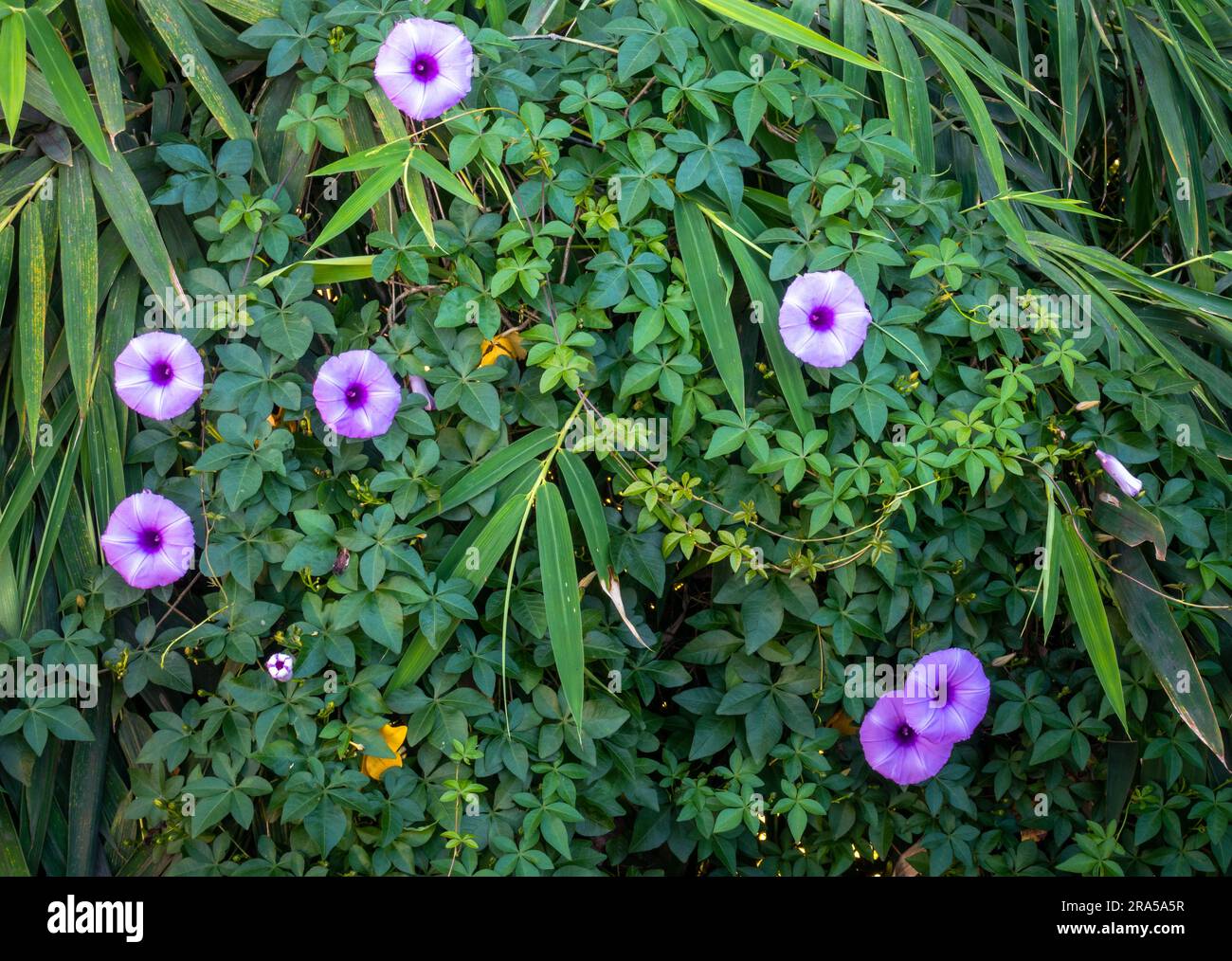 Ipomoea cairica, commonly known as the mile-a-minute vine or morning glory vine with purple flowers. Uttarakhand India. Stock Photo