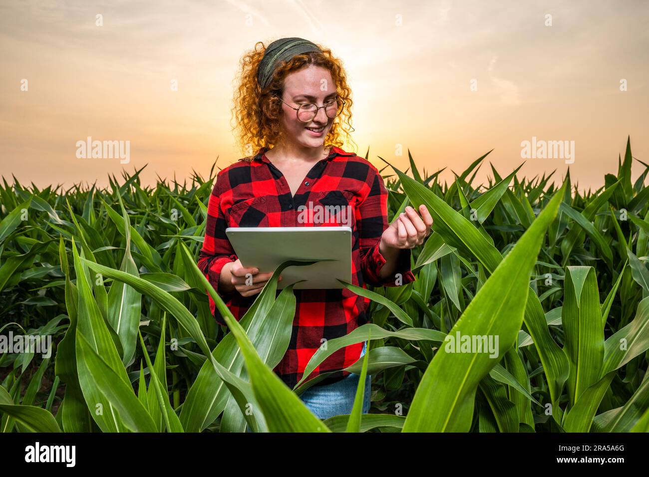 Portrait of female farmer who is cultivating corn. She is satisfied ...
