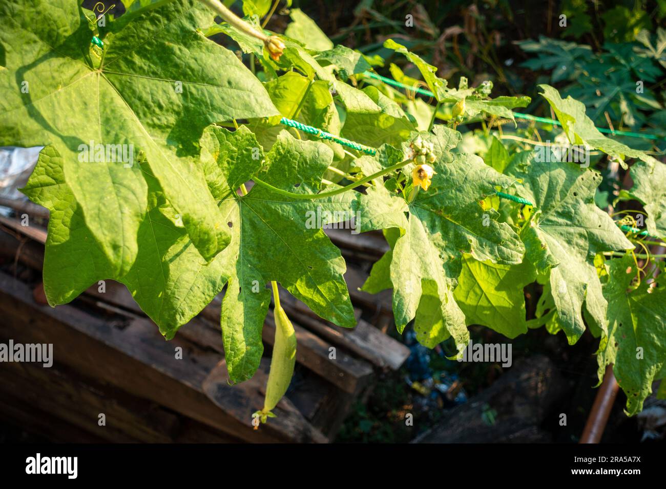 Ridge Gourd (Torai) Vine. A popular vegetable used in Indian cooking