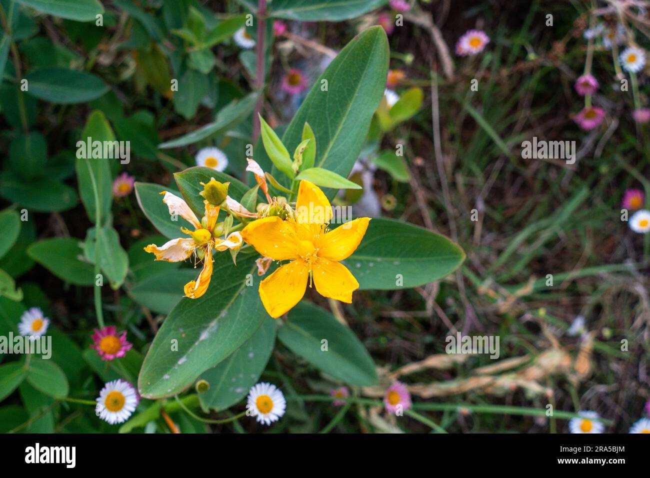 Blooming flowers of Hypericum foliosum plant. It is a species of flowering plant in the St. John's wort family Hypericaceae. Himalayan region of Uttar Stock Photo