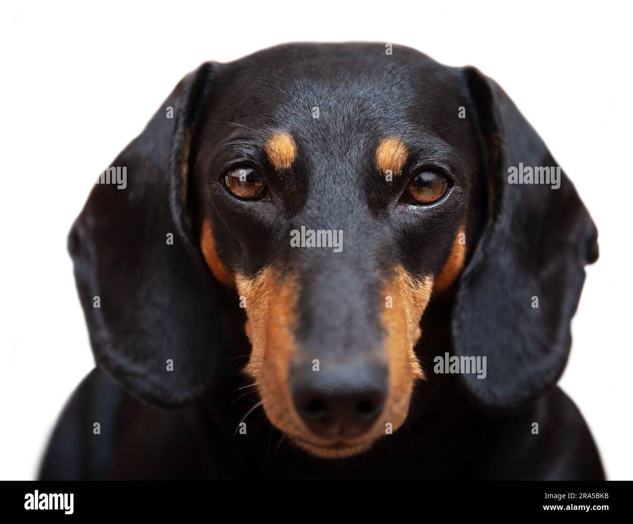 Dog, black dachshund on a white background, close-up look at the camera Stock Photo
