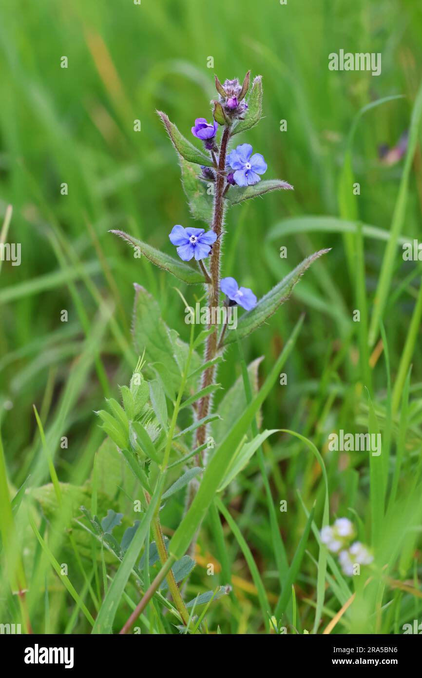 A For-get-me not Wild Flower in the Cotswold Hills Gloucestershire UK Stock Photo
