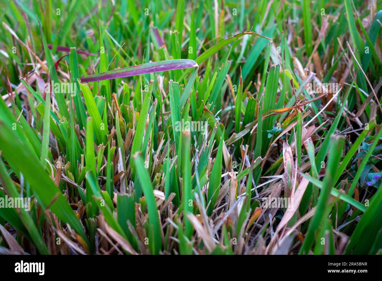 Close up shot of St. Augustine grass. It is a dark green grass with