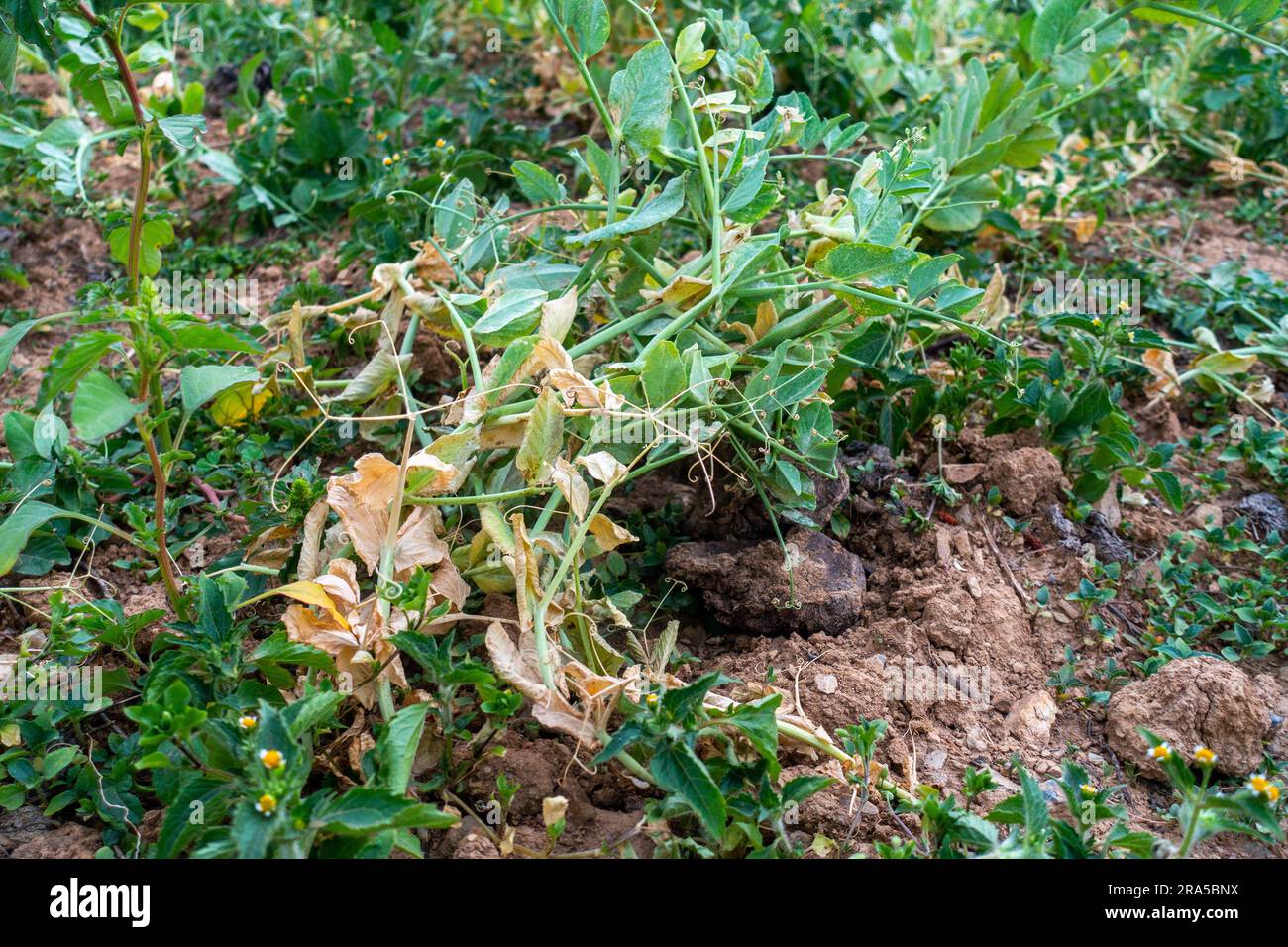 Pest infected Green Pea (Pisum sativum) plants. Framing in Uttarakhand. Stock Photo