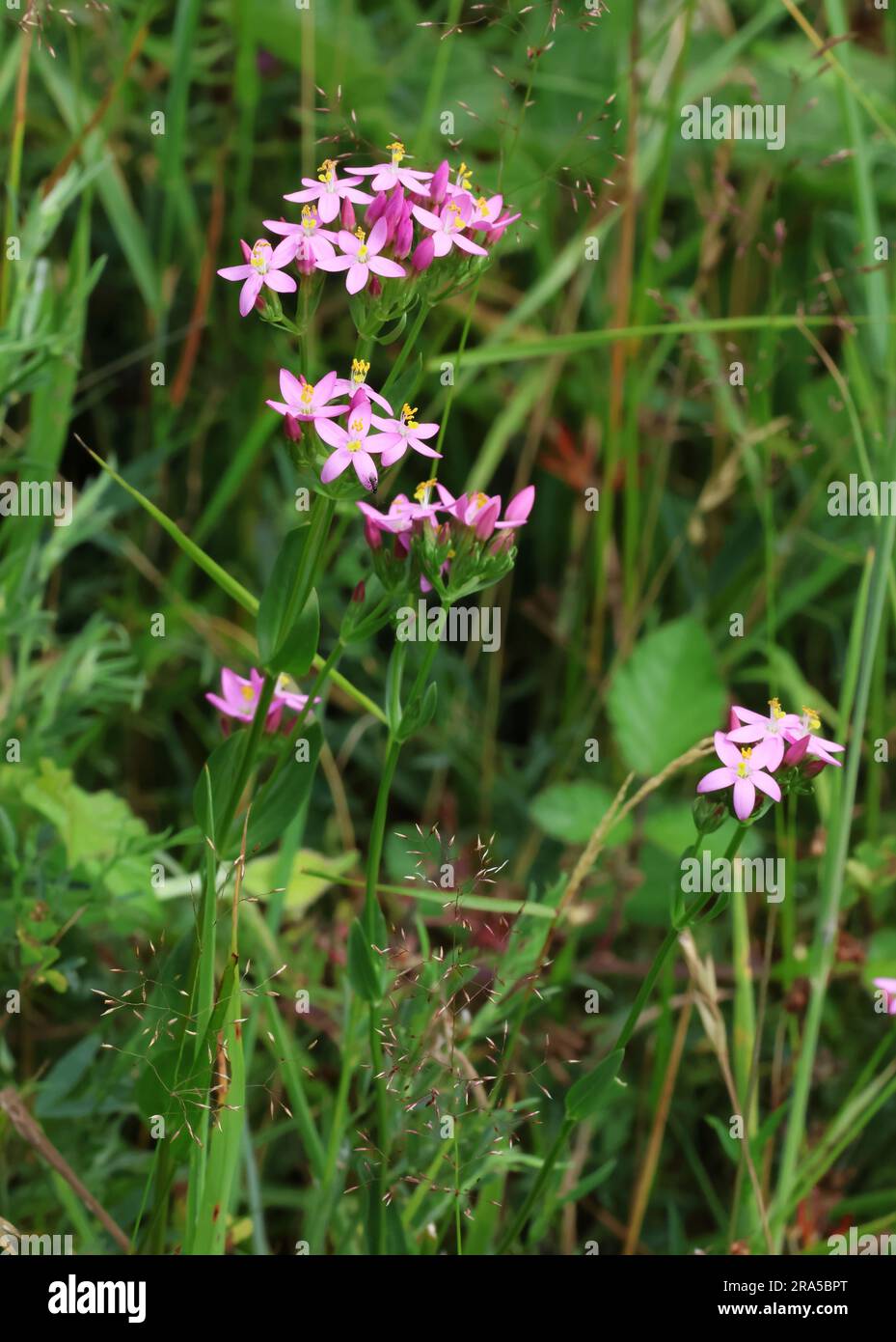 A Common Centaury (Centaurium erythraea) Wild Flower in the Cotswold Hills Gloucestershire UK Stock Photo