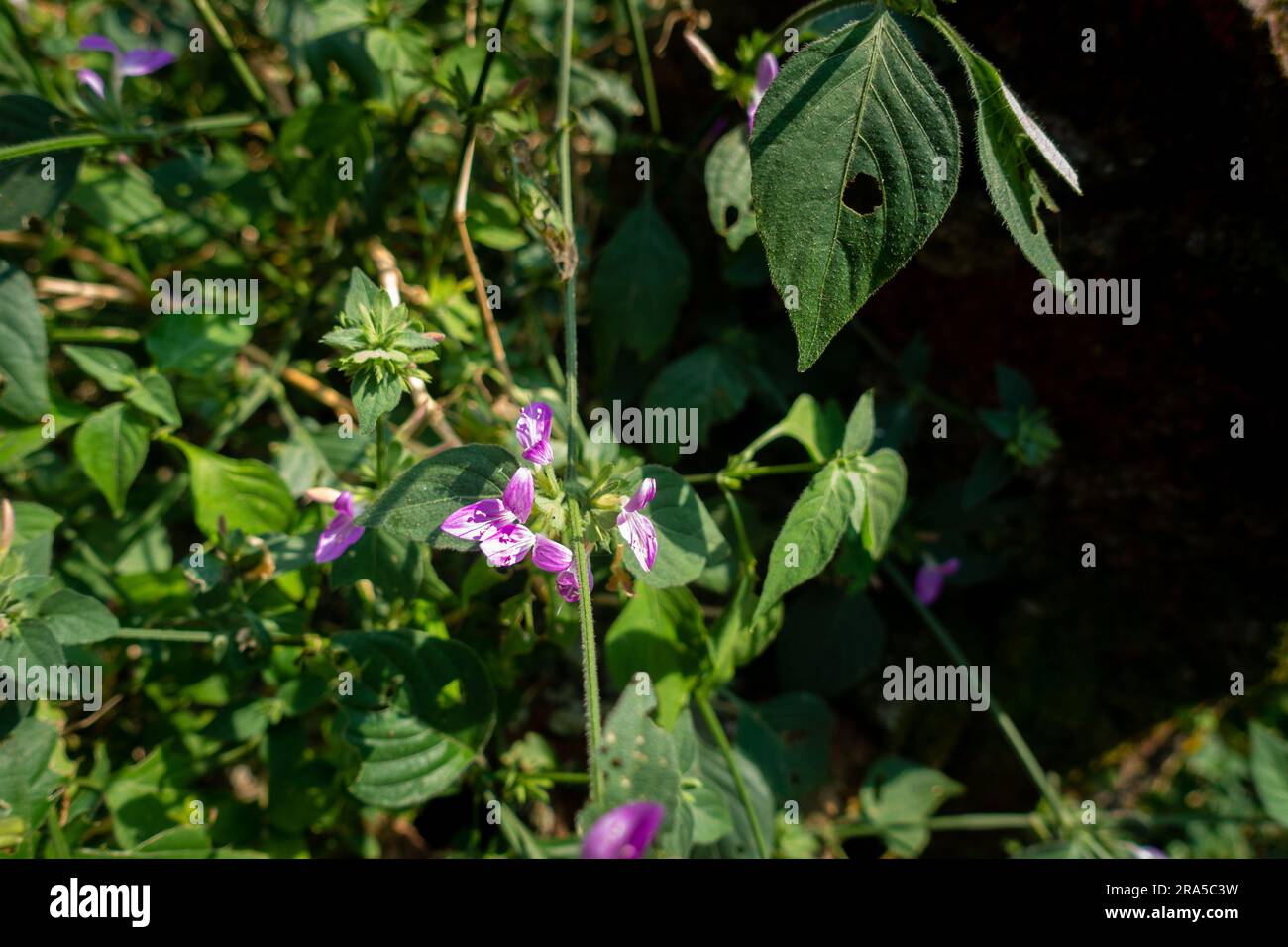 Dicliptera brachiata (Branched foldwing) wild flowers and leaves. India Stock Photo