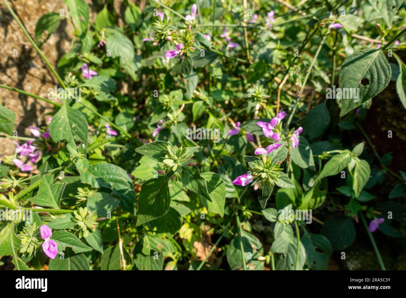 Dicliptera brachiata (Branched foldwing) wild flowers and leaves. India Stock Photo