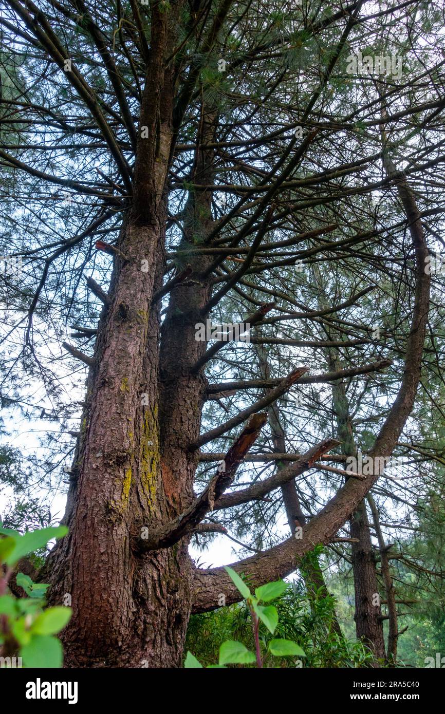 Cedrus deodara, the deodar cedar, Himalayan cedar, or deodar Tree in the forest with artistic design. Himalayan Region of Uttarakhand, India. Stock Photo