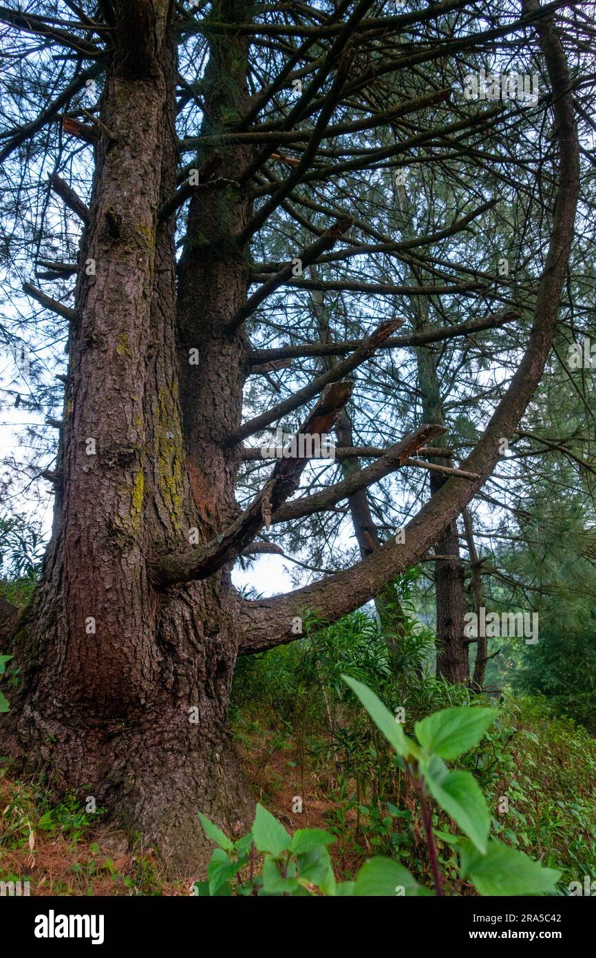 Cedrus deodara, the deodar cedar, Himalayan cedar, or deodar Tree in the forest with artistic design. Himalayan Region of Uttarakhand, India. Stock Photo