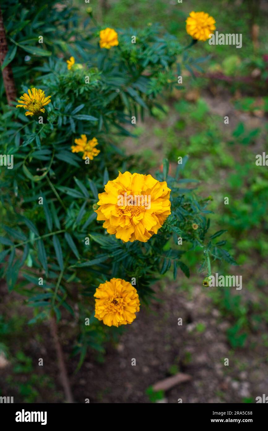 Marigold flower OR Tagetes in an Indian Garden. Marigold, Symbol of joy