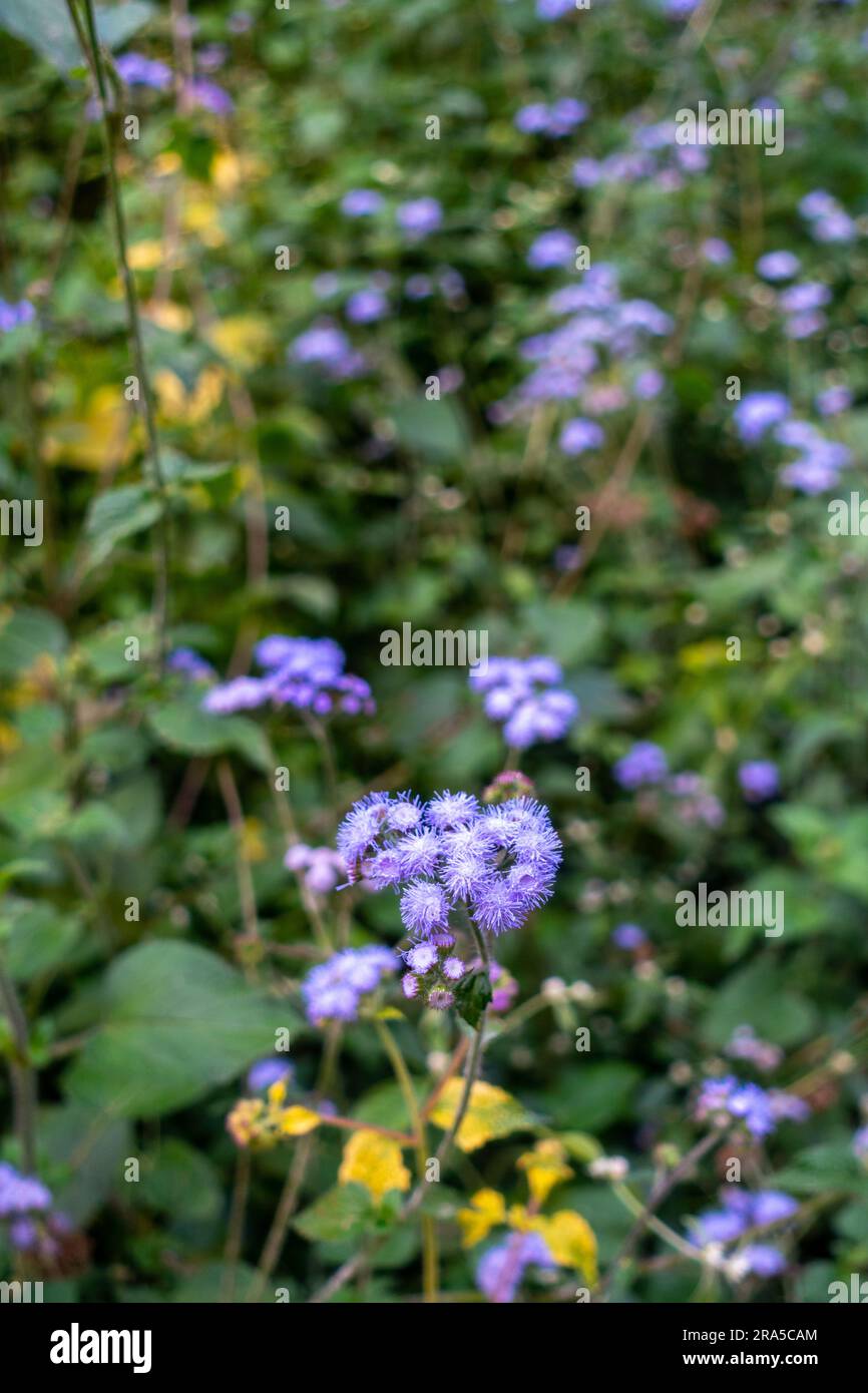 red bean plant Light Red Kidney Bean (Bush) – MIgardener main image 1