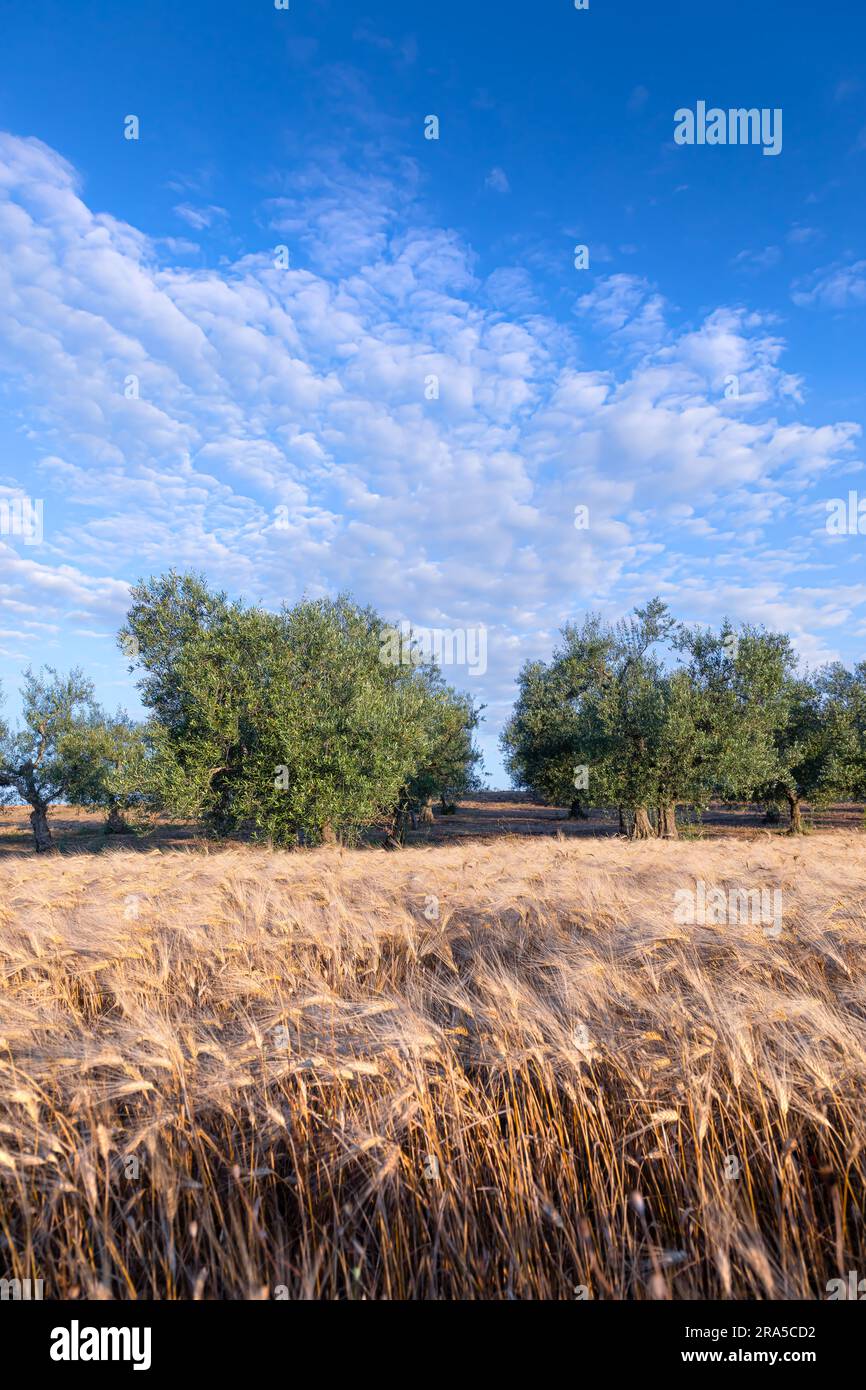 Hilly countryside with cornfield and olive grove in Apulia, Italy. Stock Photo