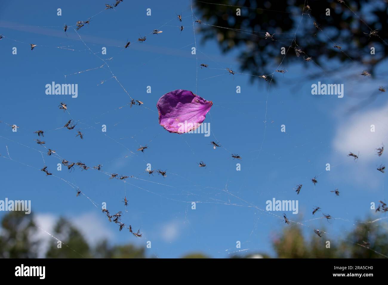 Hundreds of flying dome-backed spiny ants, polyrhachis Australia, caught in spider's web with one purple petal, against blue sky. Queensland garden. Stock Photo