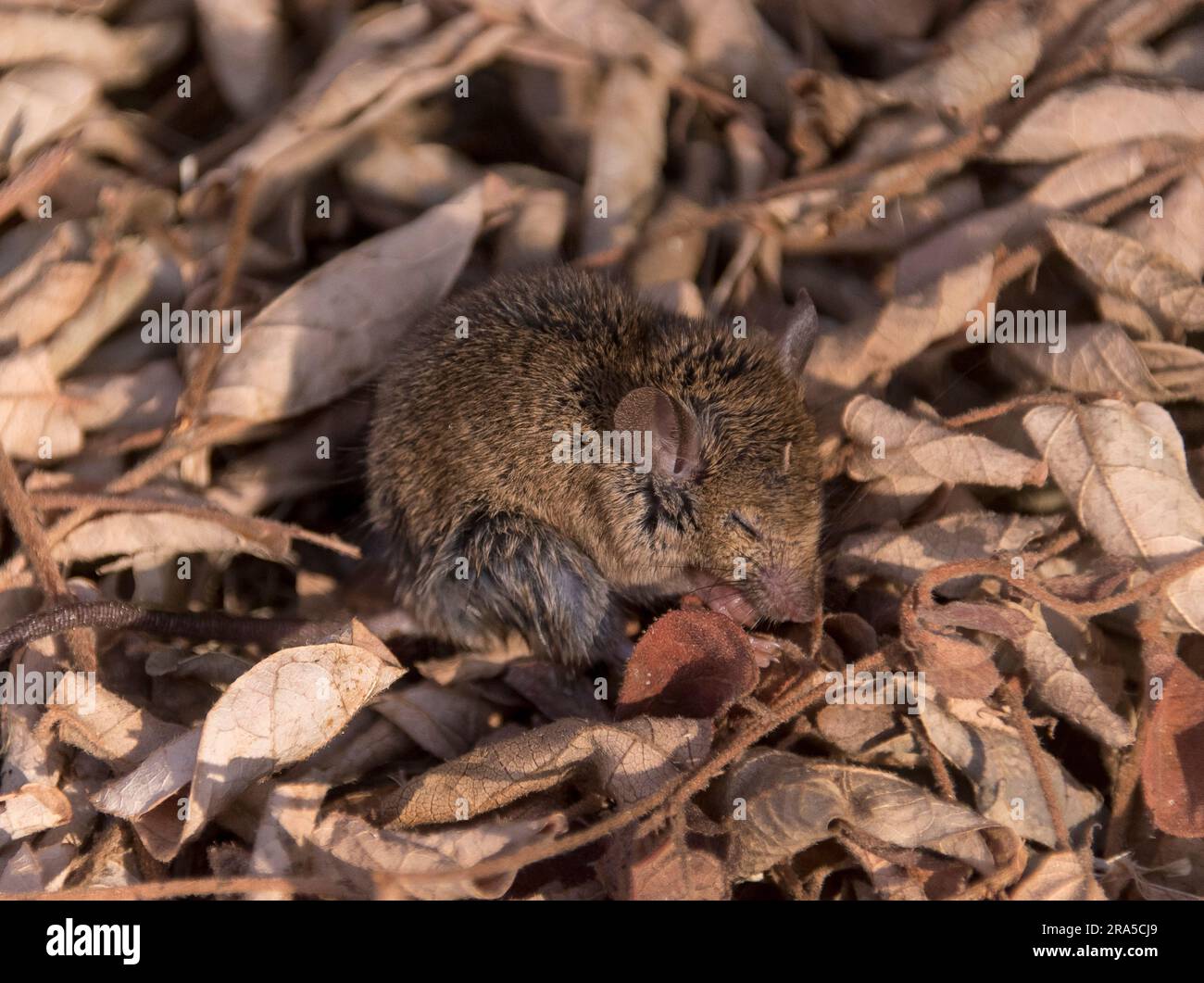 Sleepy house mouse, mus musculus, in bed of dried leaves. Just released ...