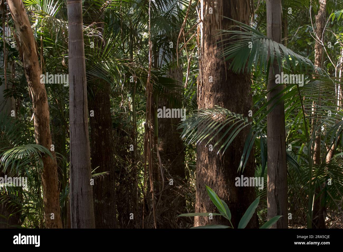 Understorey of Australian Lowland subtropical rainforest with low sunlight on eucalypt and bangalow palm tree trunks and fronds. Queensland, autumn. Stock Photo