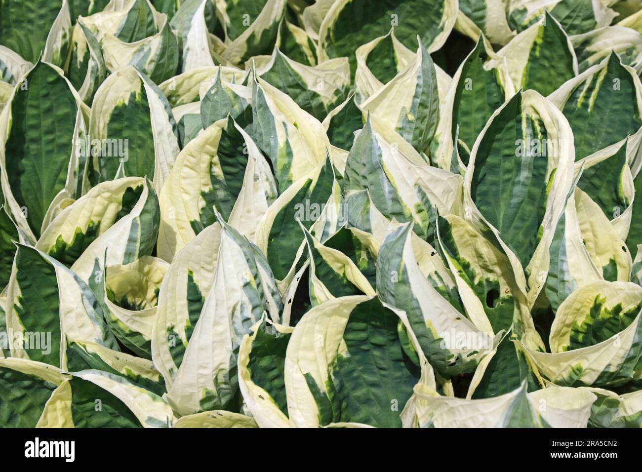 Hosta Minuteman (fortunei) Stock Photo