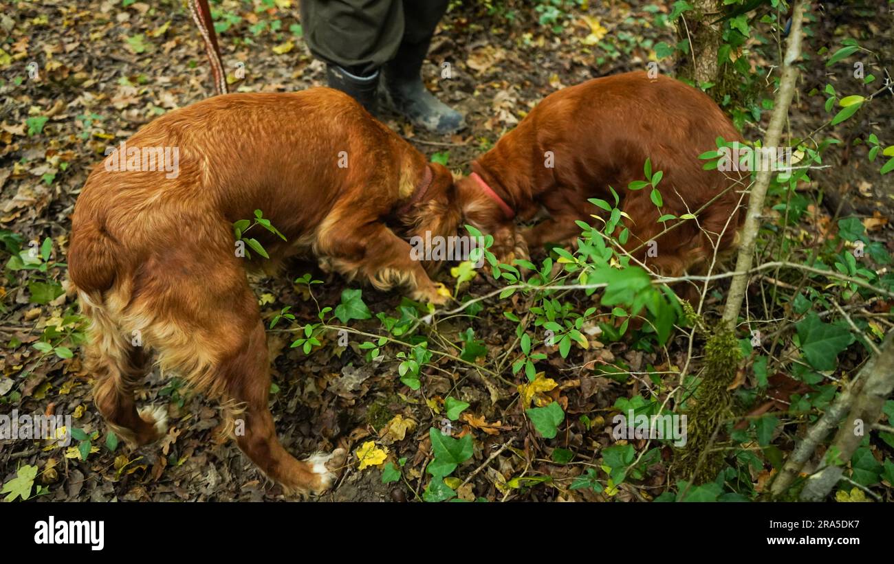 dogs digging black and white truffle. Truffle hunting in forest Stock