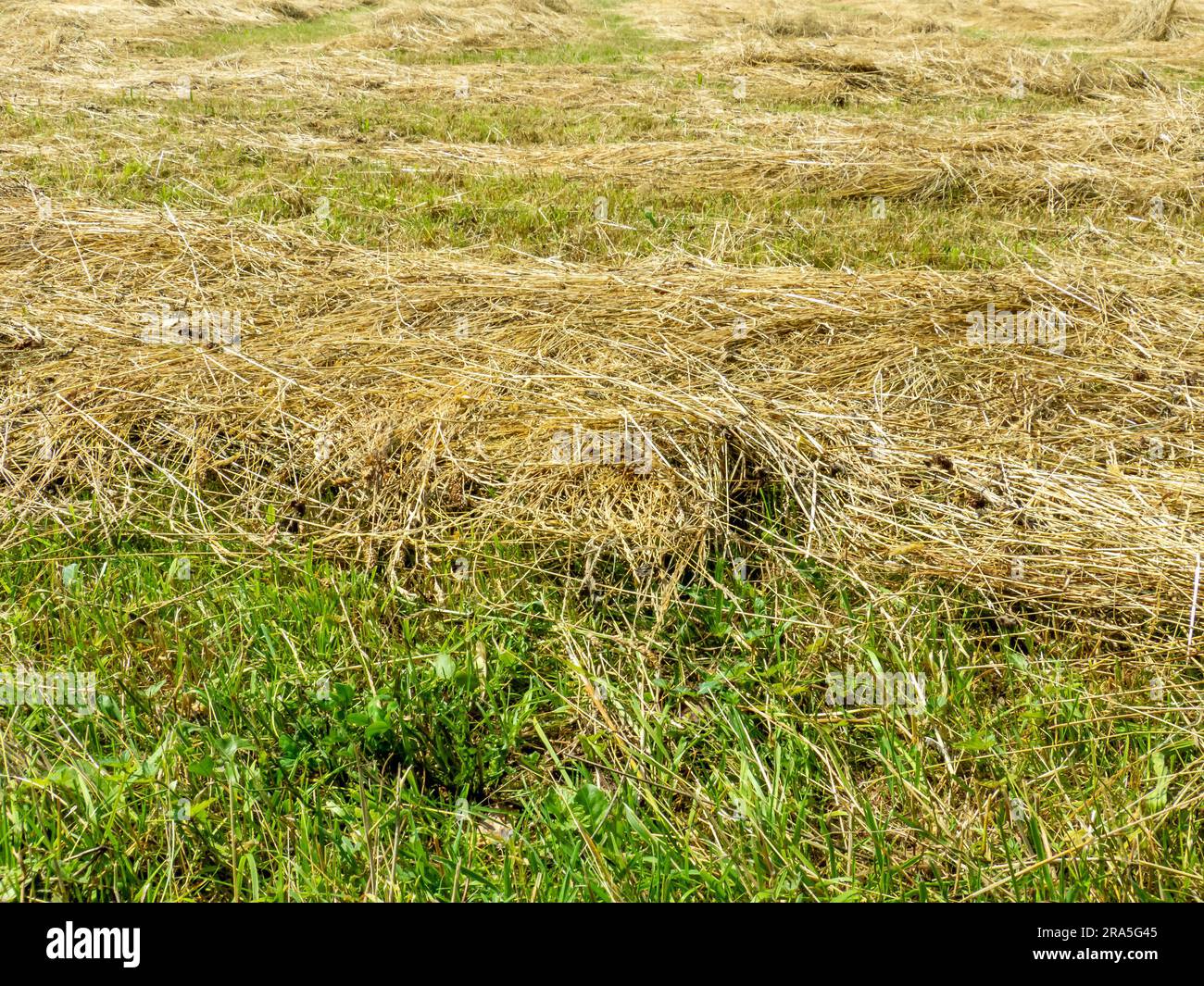 straw grass in the field 01 Stock Photo Alamy