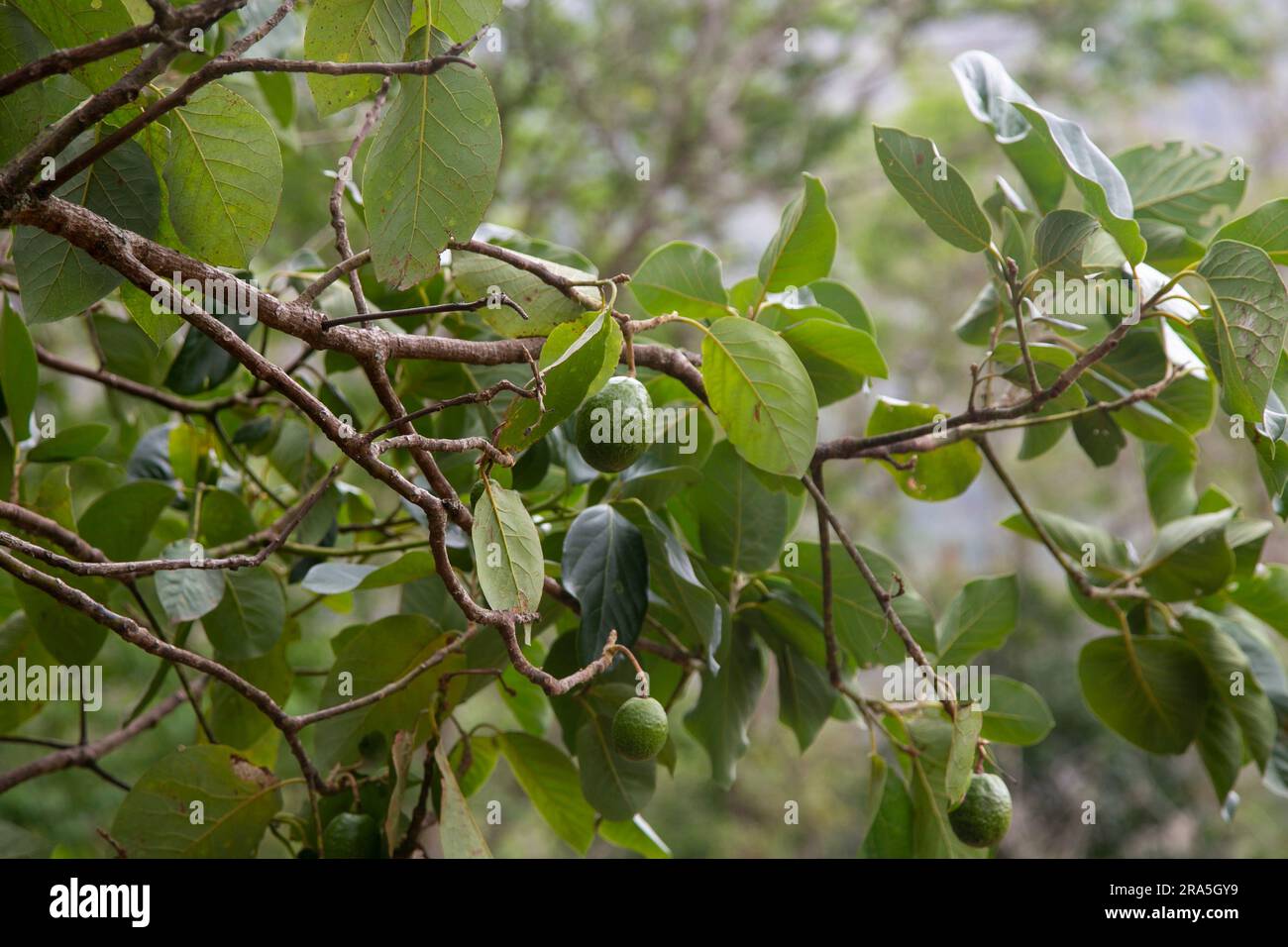 Organic avocado plantation in the Peruvian jungle Stock Photo Alamy