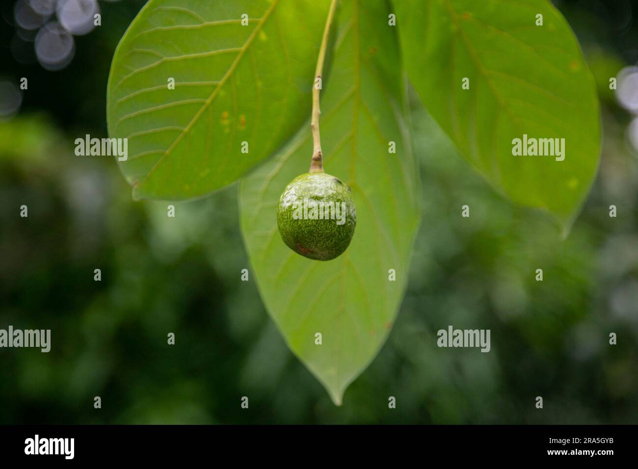 Organic avocado plantation in the Peruvian jungle Stock Photo Alamy