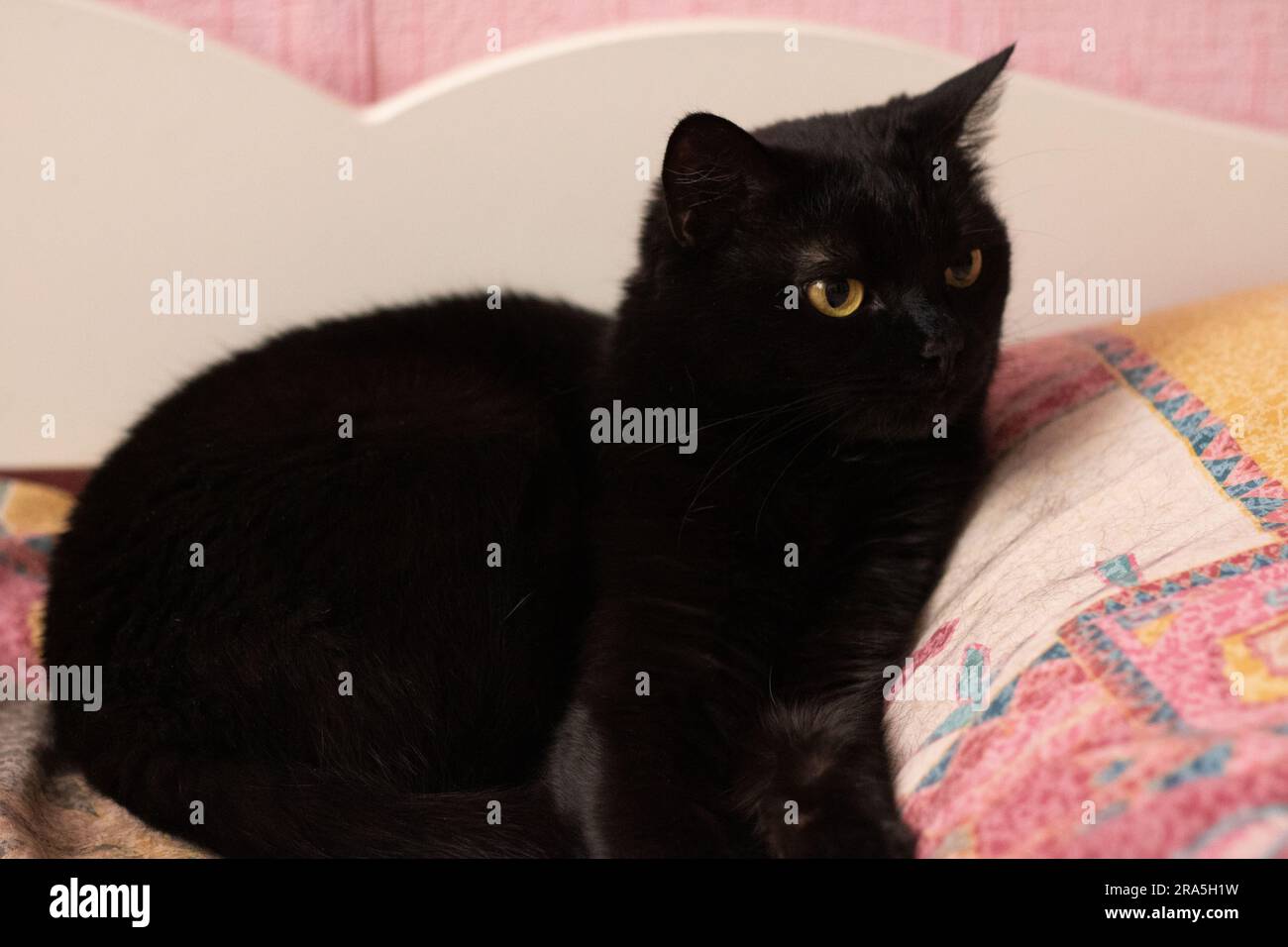 photo of a black cat lying on the bed and looking away Stock Photo - Alamy