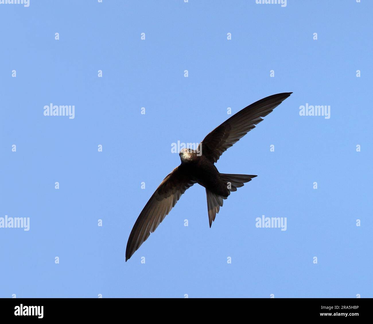 Swift bird, flying under blue sky Stock Photo