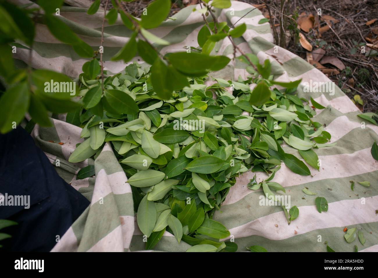Organic plantation of coca plants in the Peruvian jungle. Farmer