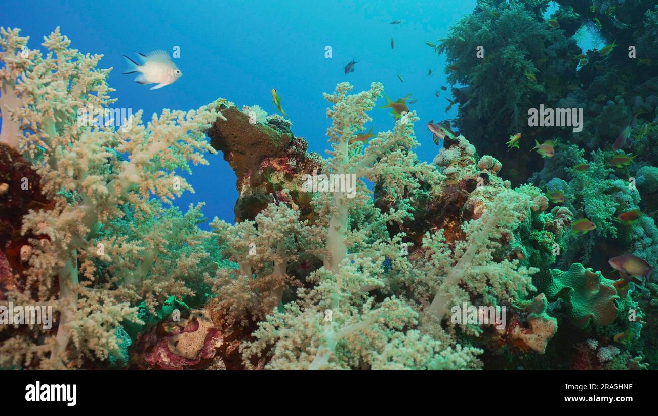 Colorful coral reef with tropical fish on a bright sunny day, Red sea, Egypt Stock Photo