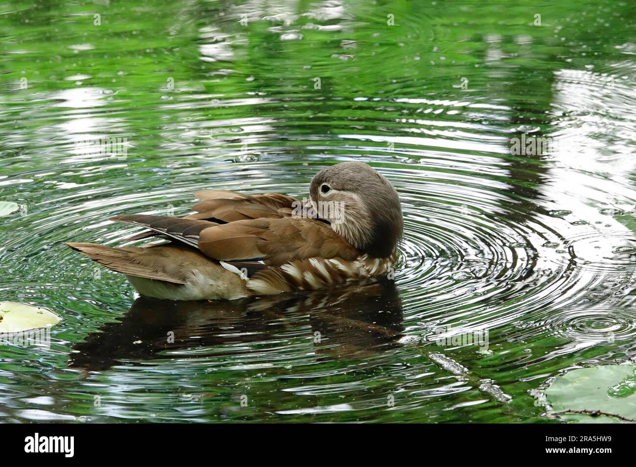 Young mandarin duck, June, Germany Stock Photo