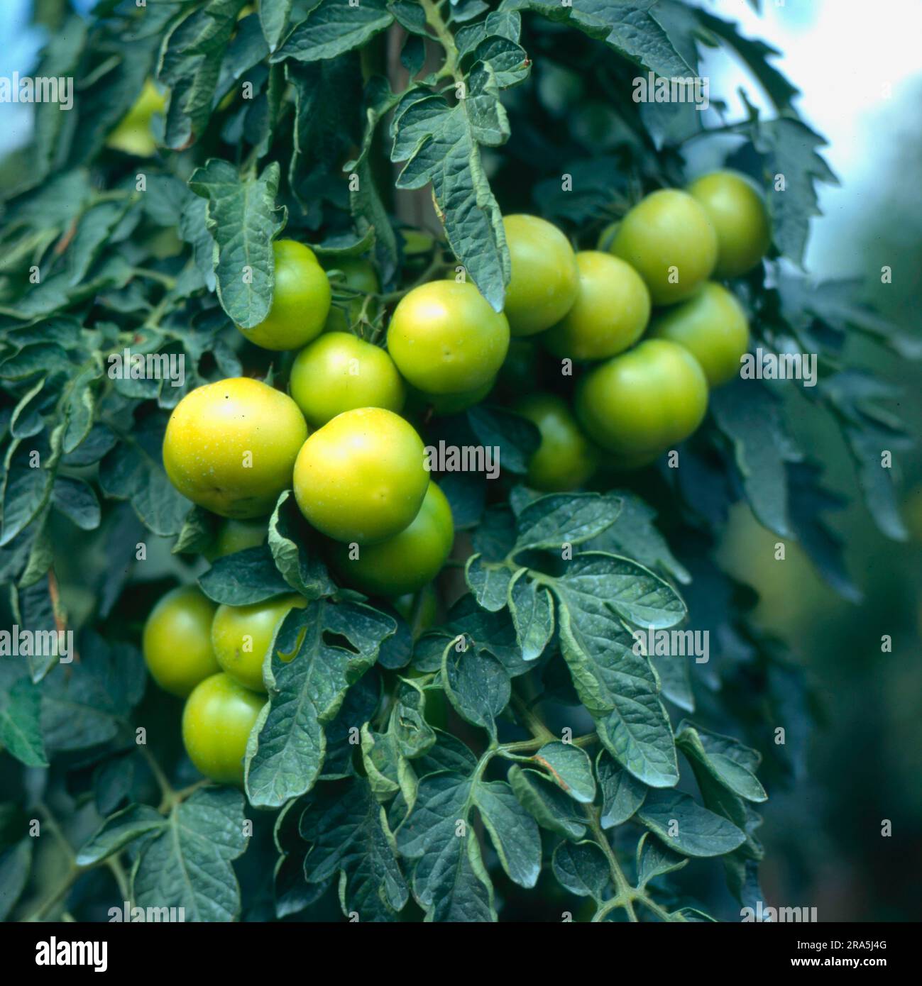 Green tomatoes (Solanum lycopersicum), tomato Stock Photo - Alamy