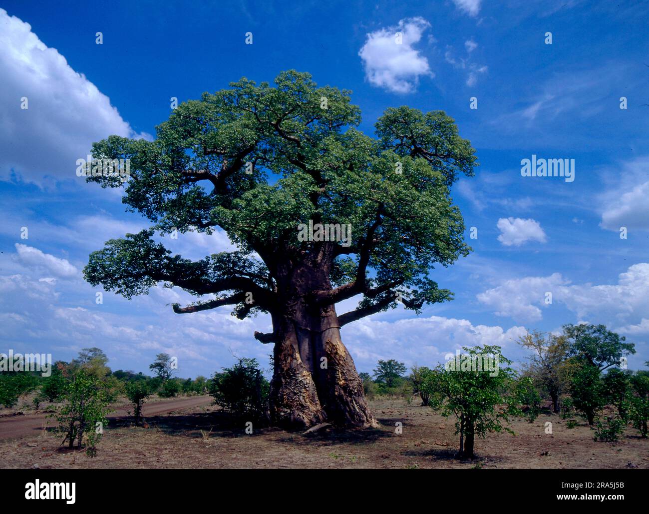 Afrikanischer Affenbrotbaum nischer Baobab (Adansonia digitata Stock