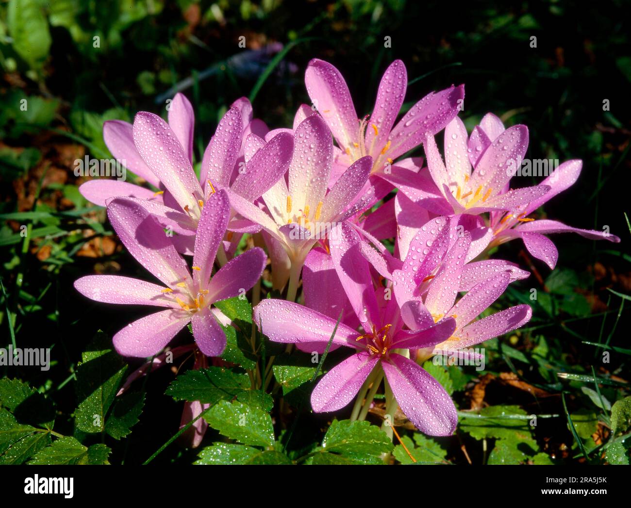 Meadow saffron (Colchicum autumnale) or meadow saffron Stock Photo