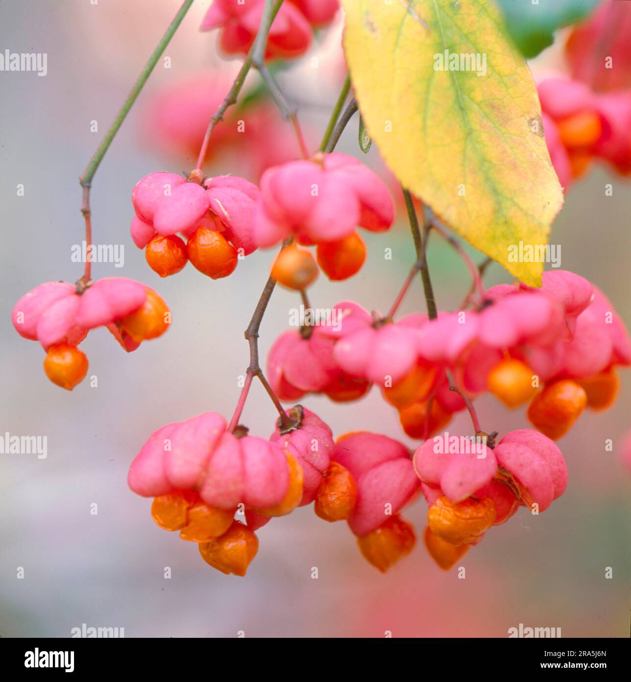 Common spindle bush, also european spindle (Euonymus europaeus