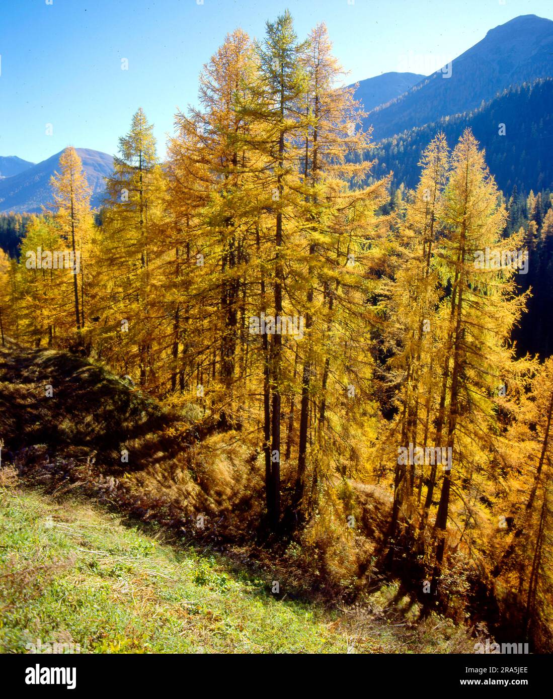 Larix Fall European larch (Larix decidua) in autumn Stock Photo - Alamy