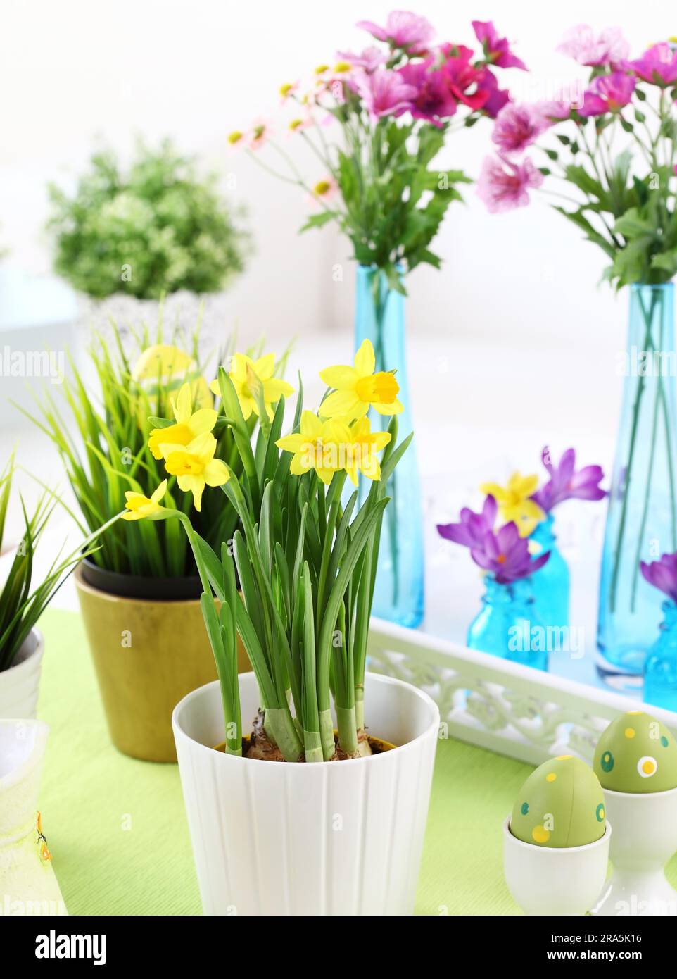Place setting for Easter with daffodil and fresh green grass Stock Photo