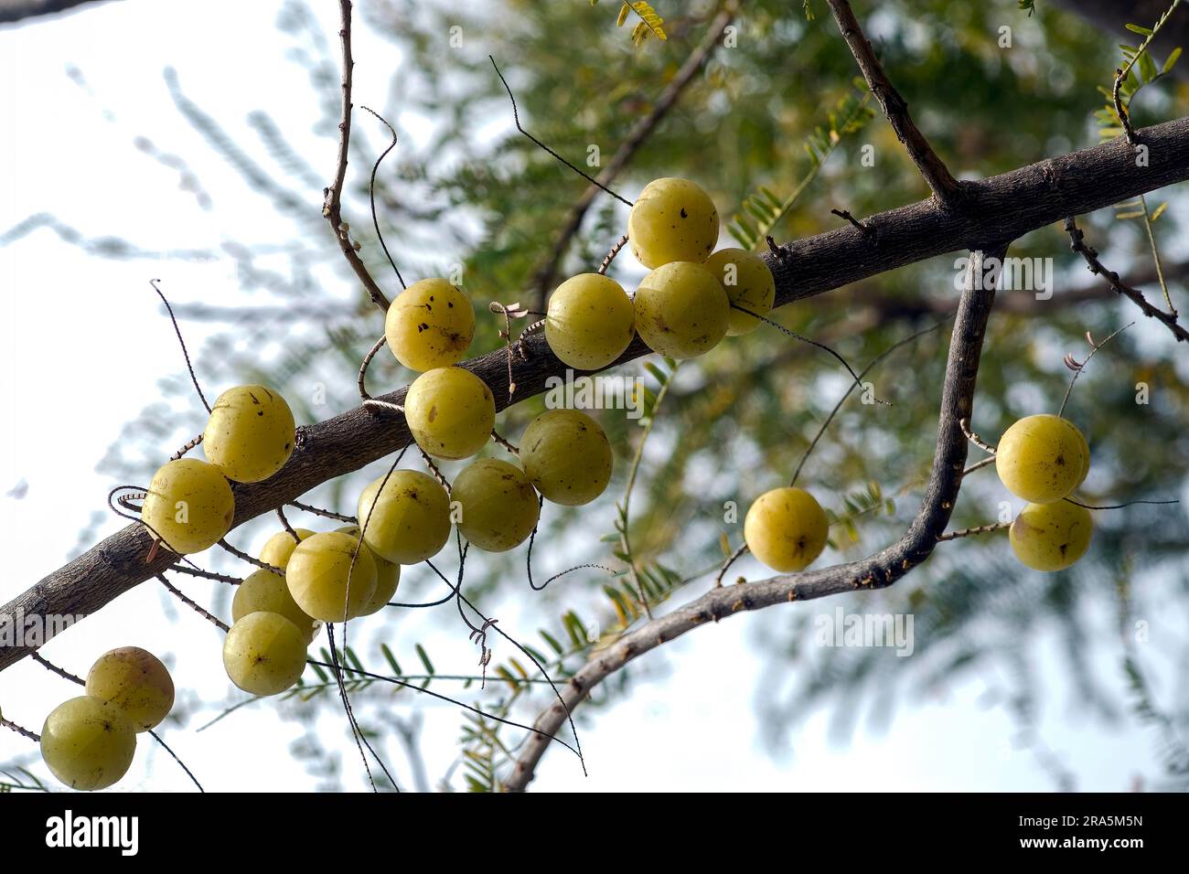 Indian Gooseberry, Amalaki, emblic myrobalan, euphorbiaceae, fruit (Phyllanthus emblica linn.) (Emblica officinalis gaertn) Tamil Nadu, South India Stock Photo