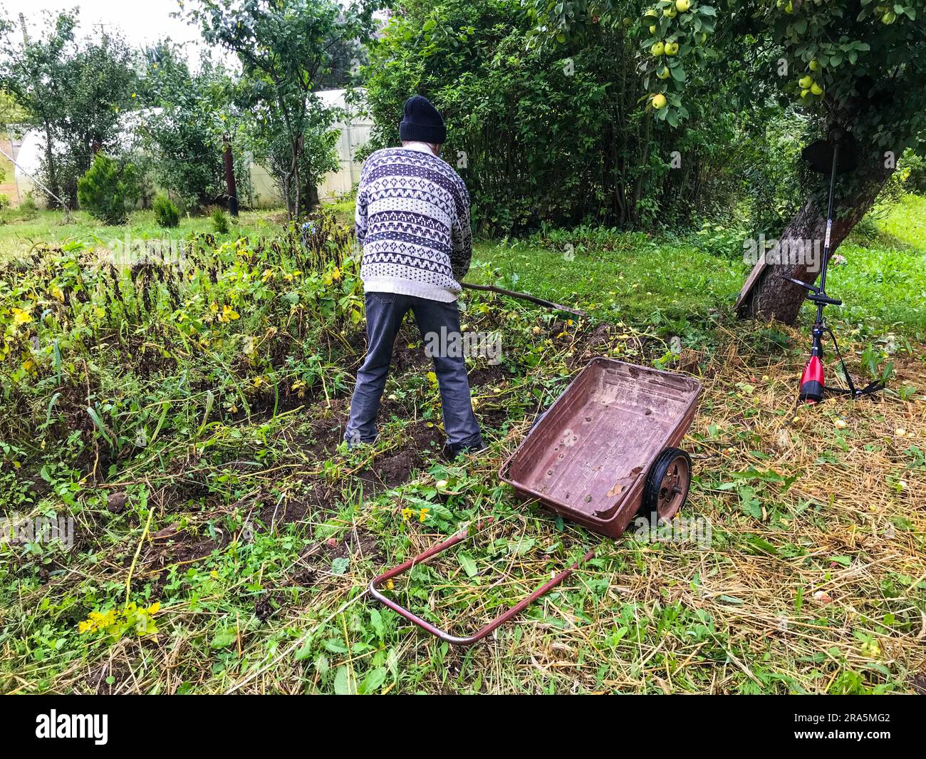 a gardener in a warm, gray, woolen sweater walks through the plot with