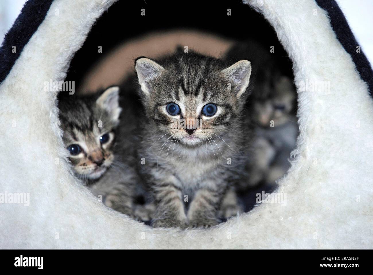 Domestic cats, kittens, 3 weeks Stock Photo - Alamy