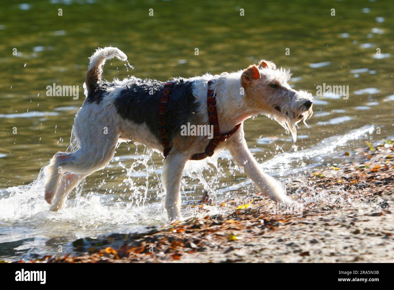 Fox terrier wet harness Stock Photo Alamy