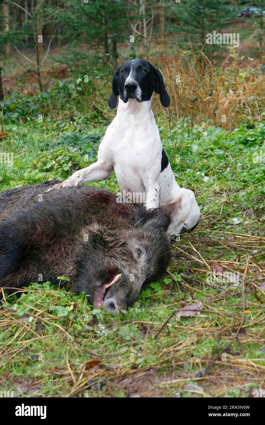 German Shorthair and Dead Boar (Sus scrofa), German Shorthaired Pointers Stock Photo