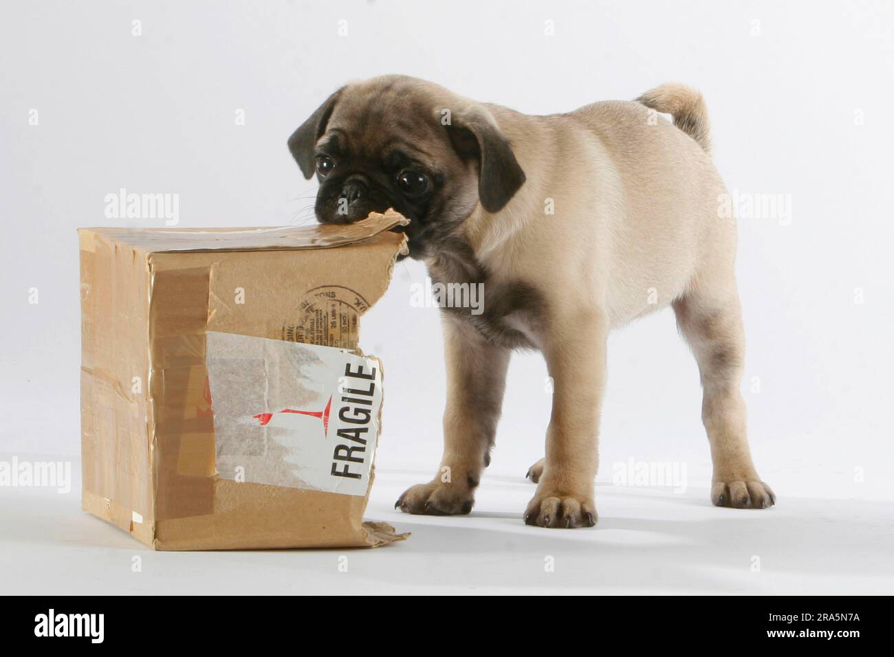Puppy chewing cheap cardboard