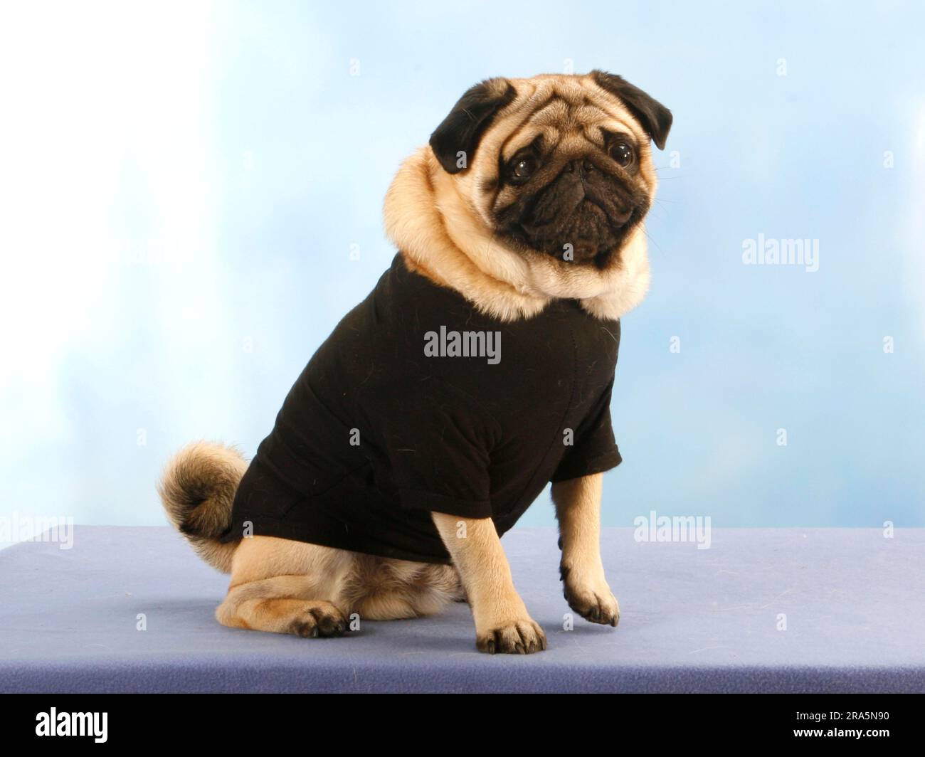 Jumper for pug sale