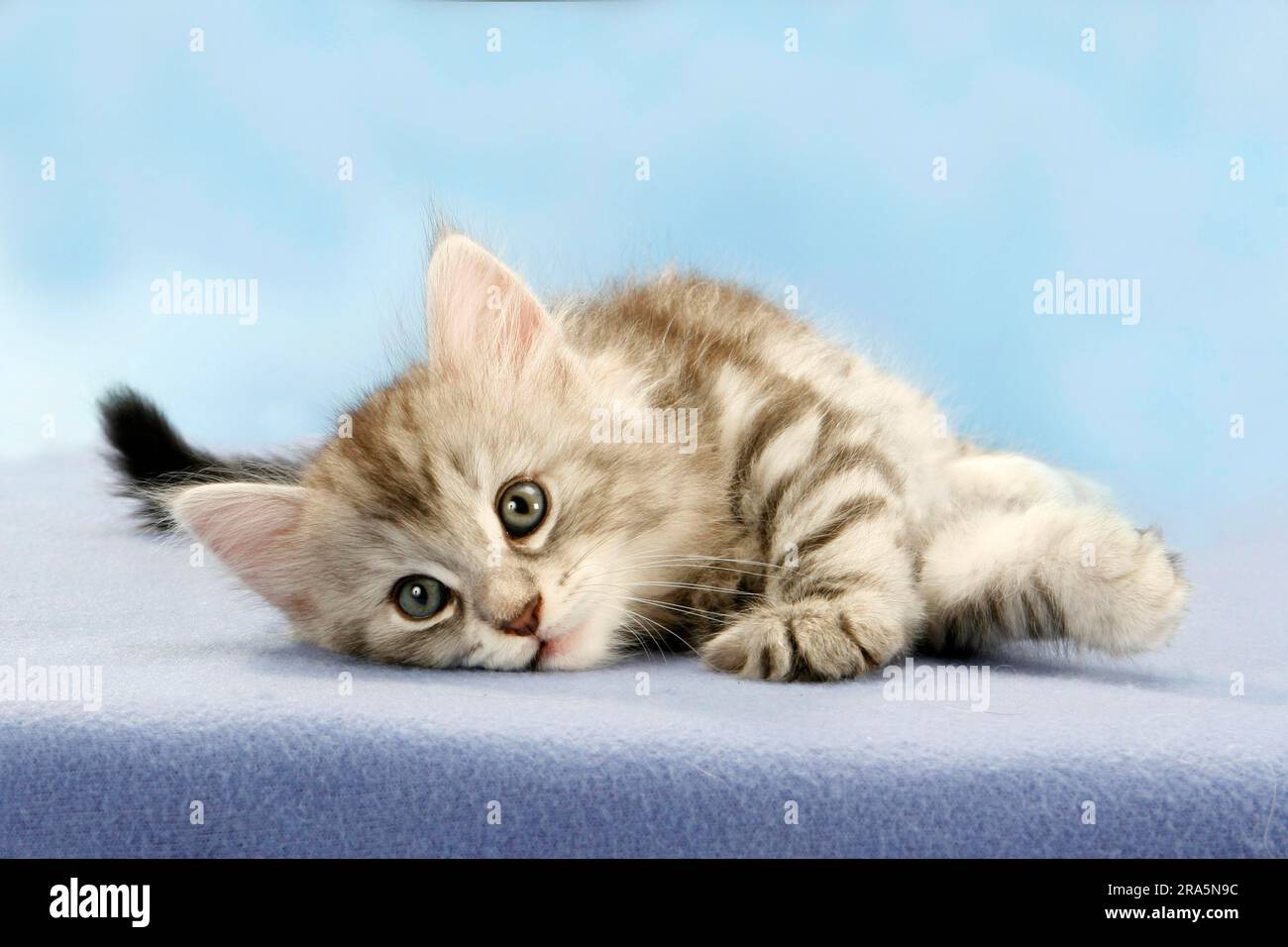 Norwegian Forest Cat, kitten, 7 weeks Stock Photo