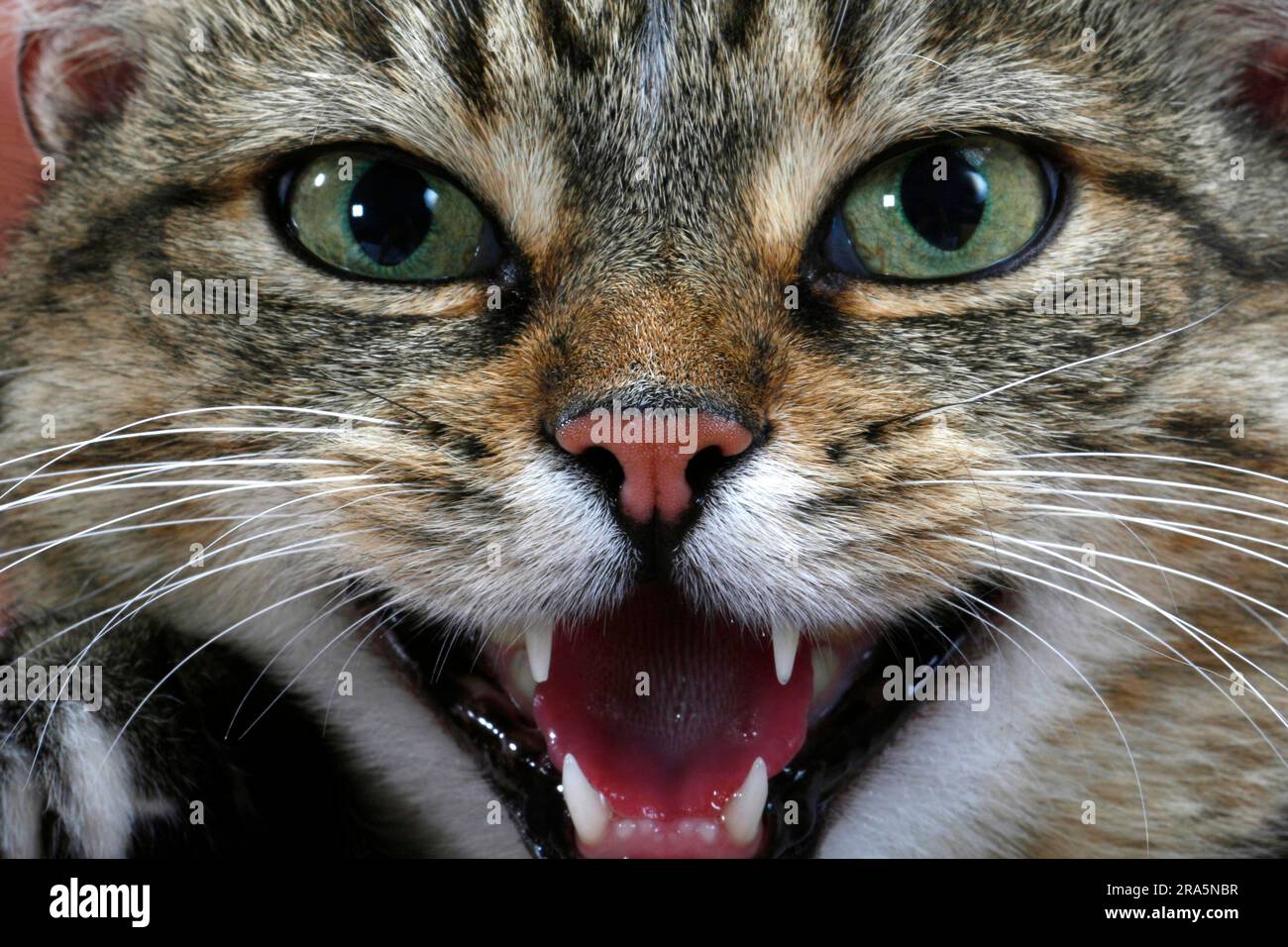 1,205 Cat Hissing Stock Photos - Free & Royalty-Free Stock Photos from  Dreamstime