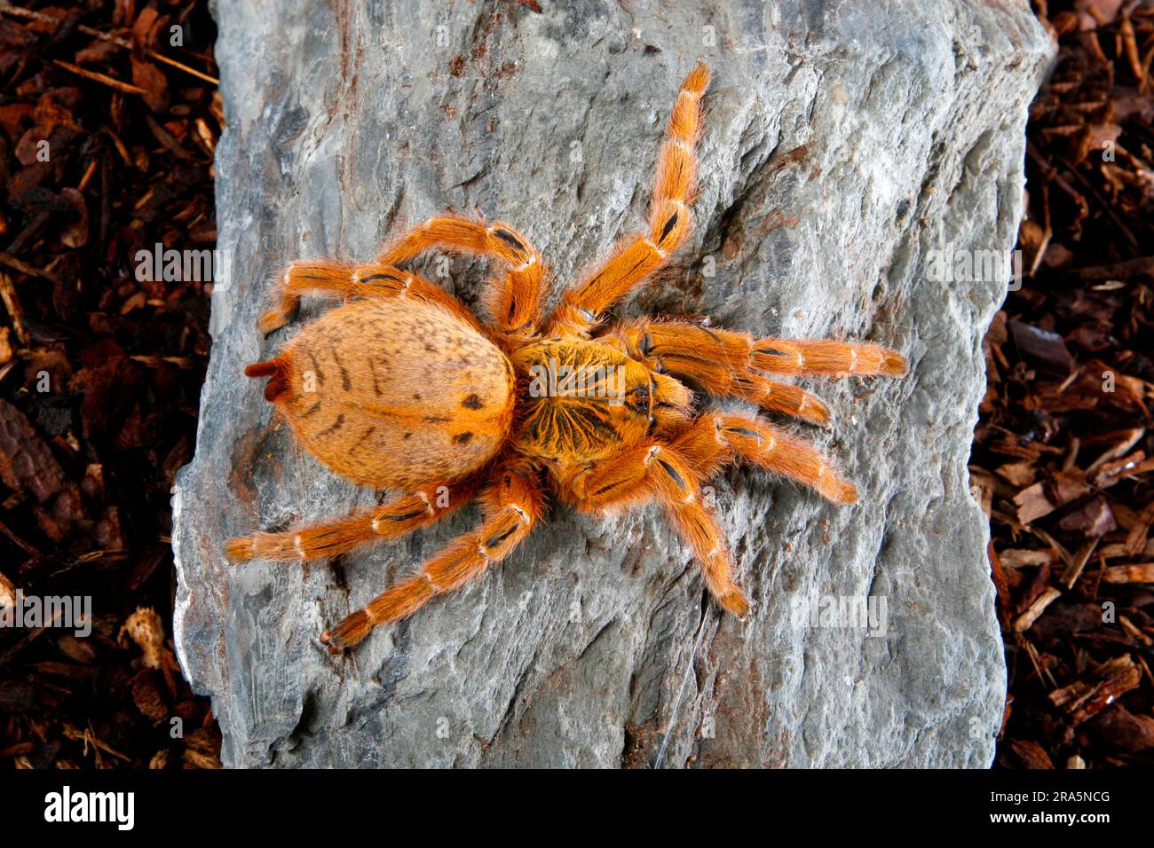SPIDERS　べったん　めんこ Baboon Spider (Pterinochilus murinus), Mombasa Golden