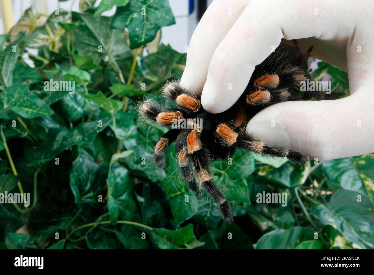 Hand holding Mexican Redknee Tarantula (Brachypelma smithi) Stock Photo